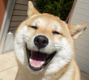 犬が笑った！何だか楽しい！柴犬の表情